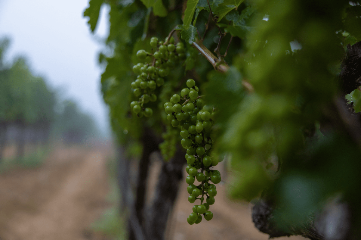 The Science of Terroir: A Singular Journey Through Seven Apart’s Wines